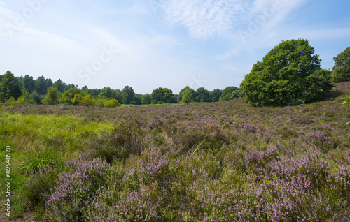 Clearing with blooming heather in a forest 