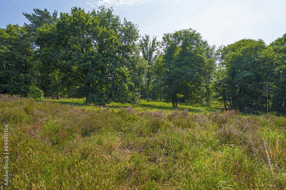 Clearing with blooming heather in a forest Clearing with blooming heather in a forest