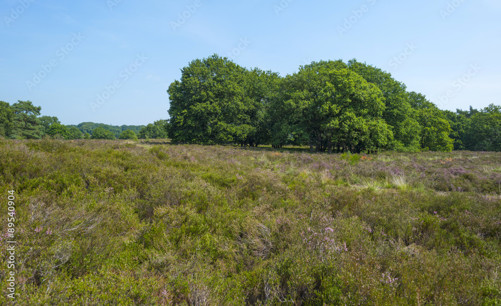 Clearing with blooming heather in a forest 