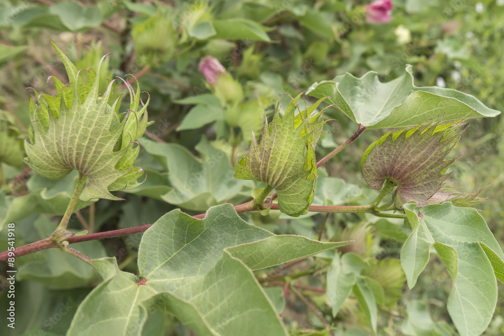 Cotton plant, cotton buds Cotton plant, cotton buds