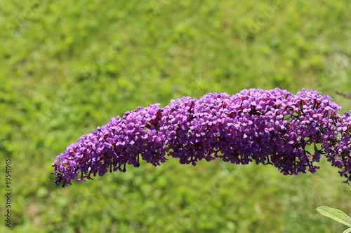 Fotografi Lilac Butterfly Bush flowers (or Summer Lilac, Orange Eye) in Innsbruck, Austria