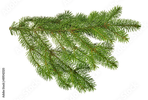 lush green isolated fir branch