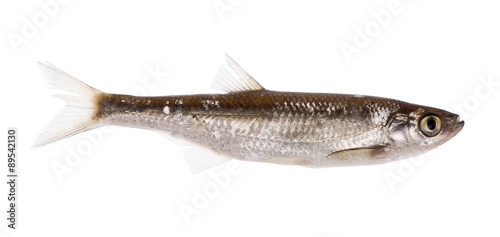 Fotografie smal isolatedl bleak on white