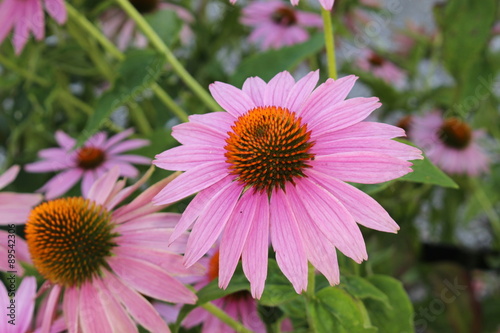 "Eastern Purple Coneflower" (or Echinacea) in Innsbruck, Austria. Its scientific name is Echinacea Purpurea, native to USA. (See my other flowers)