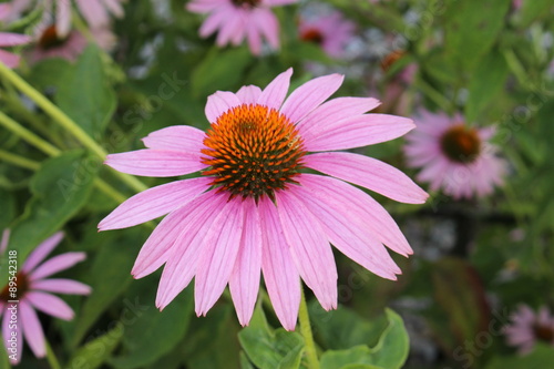 "Eastern Purple Coneflower" (or Echinacea) in Innsbruck, Austria. Its scientific name is Echinacea Purpurea, native to USA. (See my other flowers)