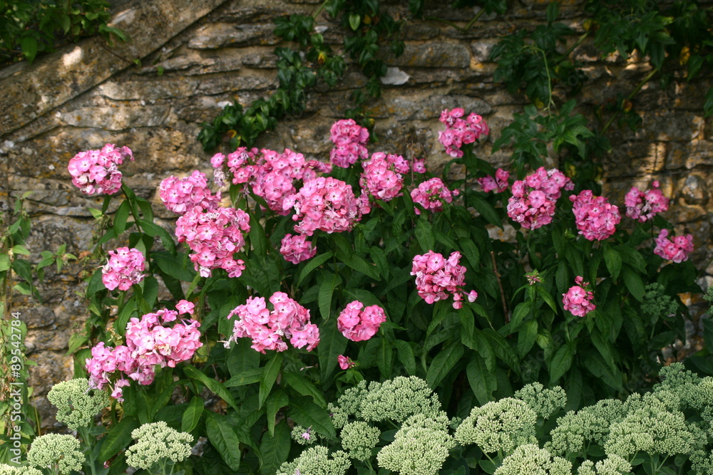 Fototapeta premium Pink and greenish white flowers against an old stone wall