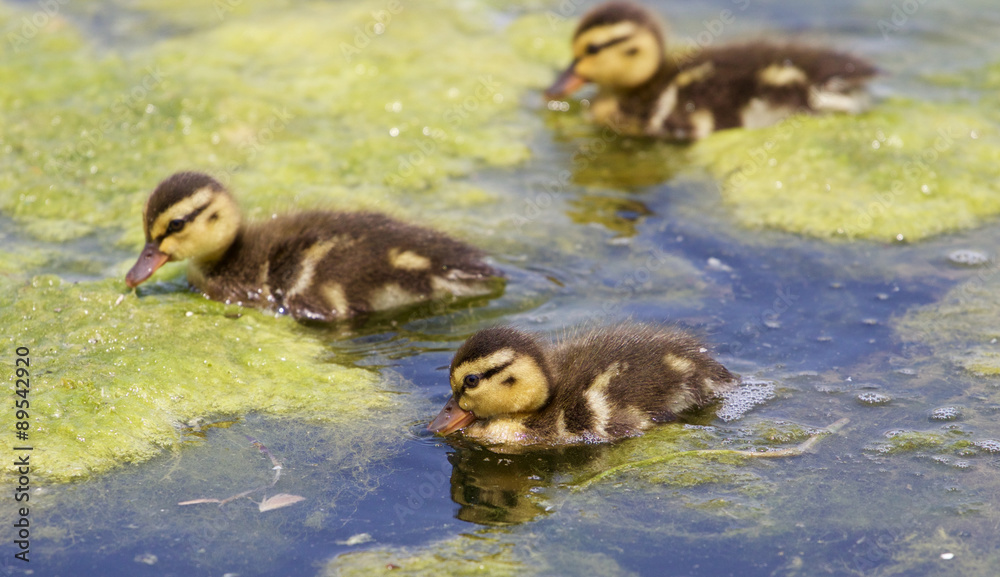 The background with the three cute young ducks The background with the three cute young ducks