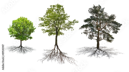 set of three trees with roots isolated on white