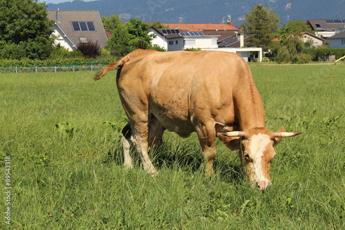 A cow is grazing on green meadow in Hard, Vorarlberg, Austria. photo