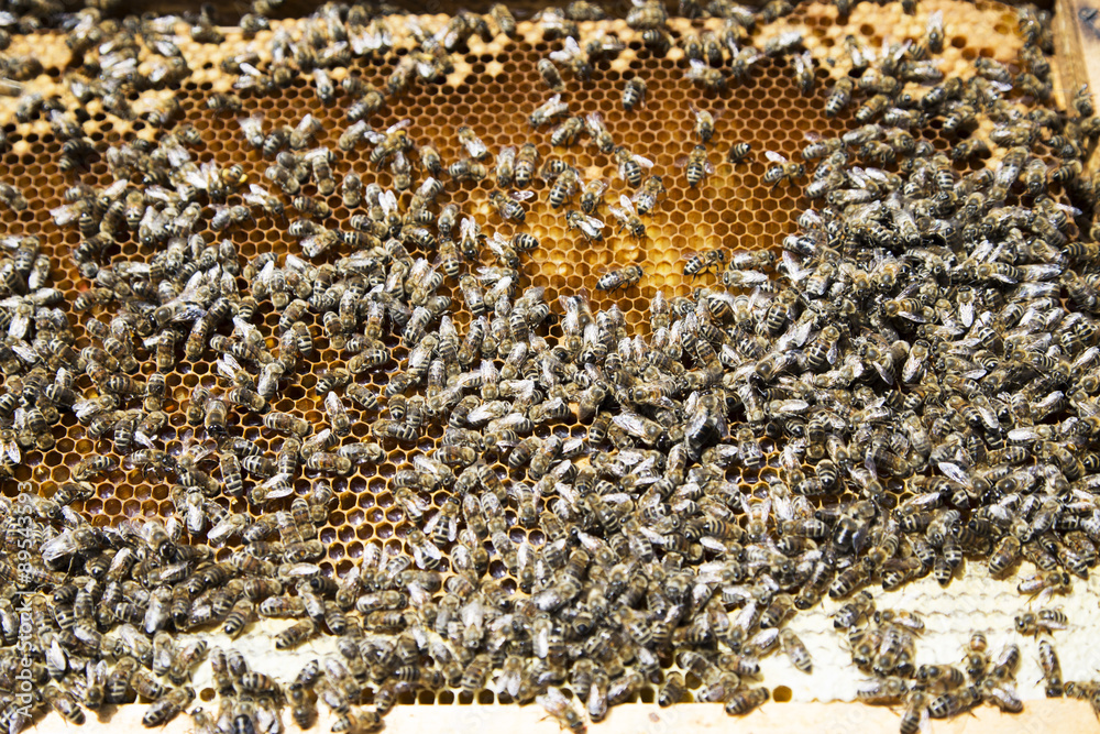 Beekeeper controlling beeyard and bees Beekeeper controlling beeyard and bees