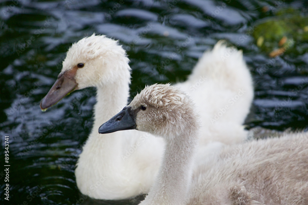 A beautiful pair of the young swans