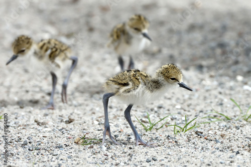 Black-necked stilt  Himantopus mexicanus 