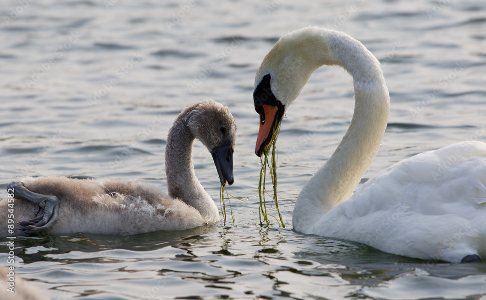 Obraz premium The young swan and his mother are eating together