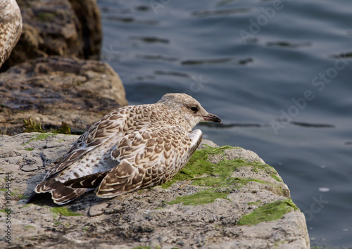 The gull is sleeping on the rock shore