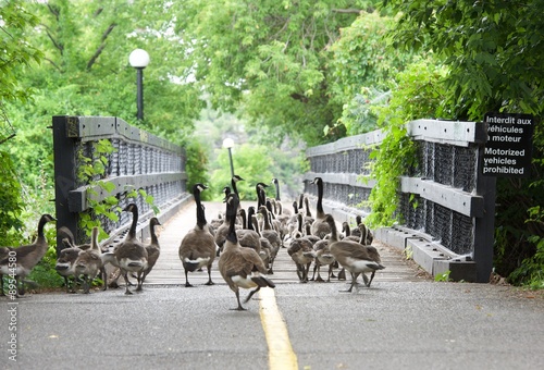 Ducks in the city. Wild birds walking in the park in Ottawa, Canada.