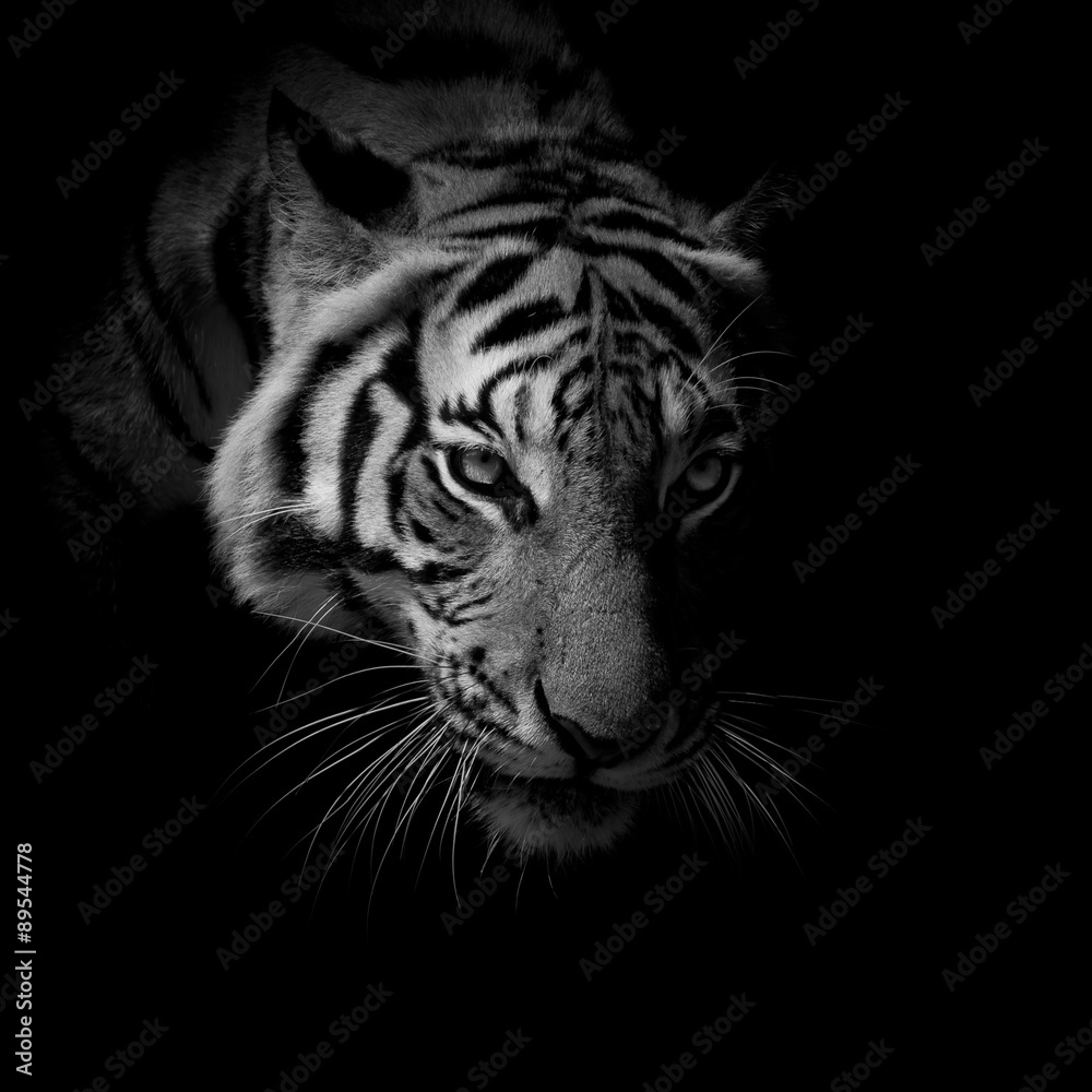 Naklejka premium czarno-biały bliska twarz tygrysa wyizolowanych na czarnym tle