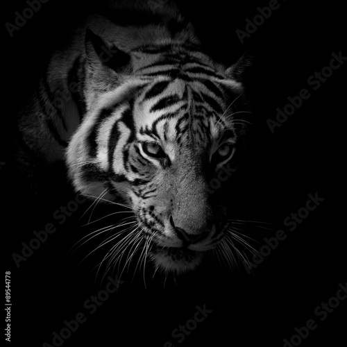 black & white close up face tiger isolated on black background