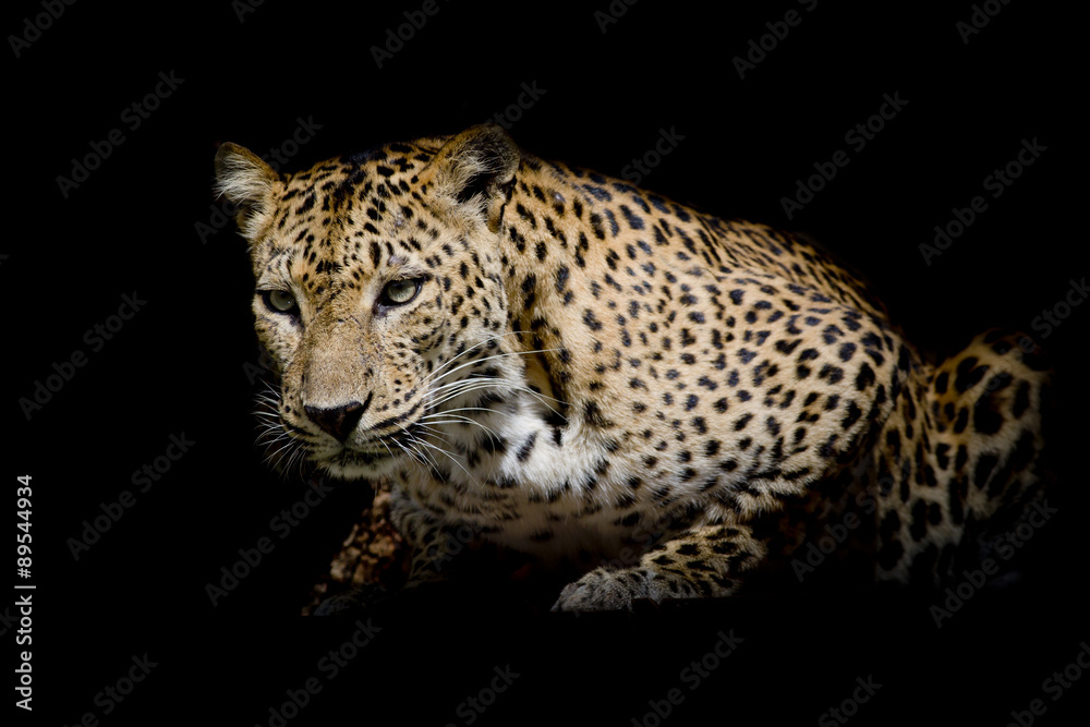 Leopard portrait isolate on black background Leopard portrait isolate on black background