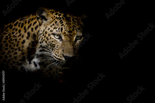 Leopard portrait isolate on black background