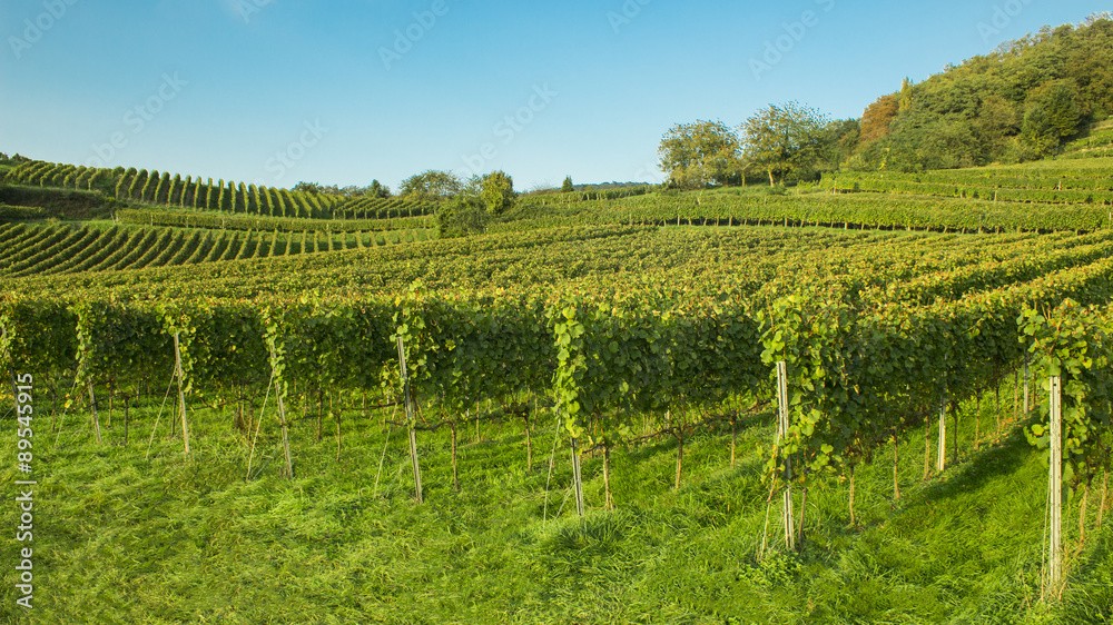 vineyard southern germany, mountain road, heppenheim, bensheim