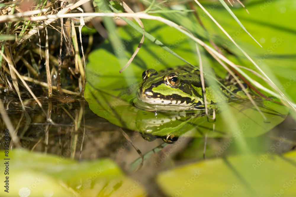 Green frog in water between grass straws and water lily leaves Green frog in water between grass straws and water lily leaves