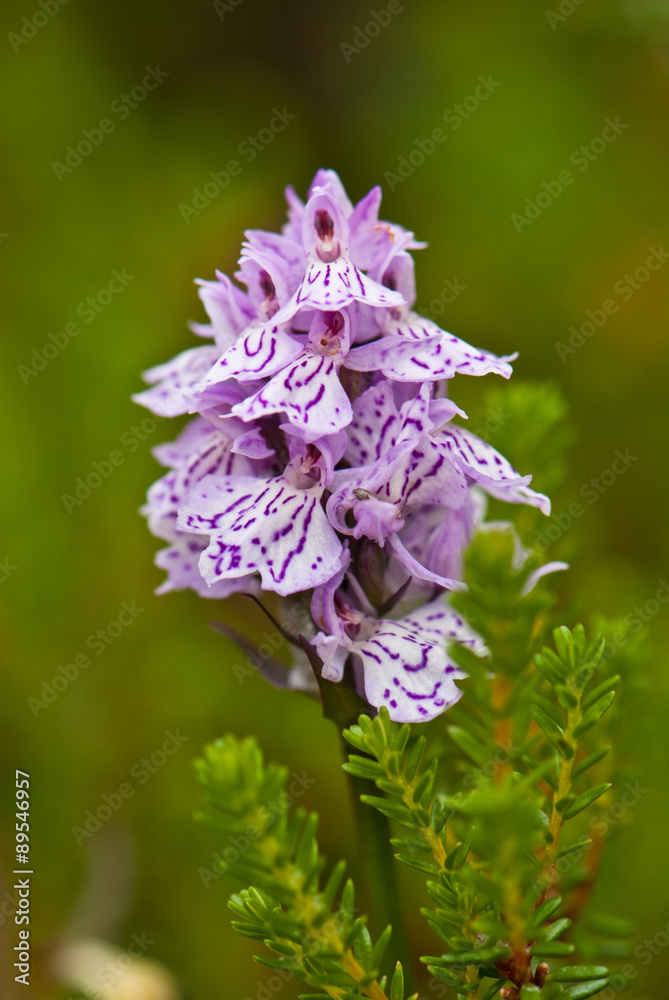 purple wild orchid purple wild orchid