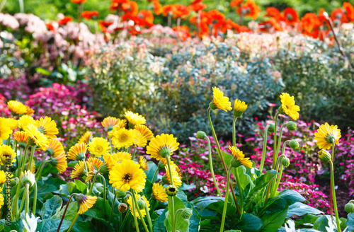 Pot Marigold yellow or Calendula in spring.