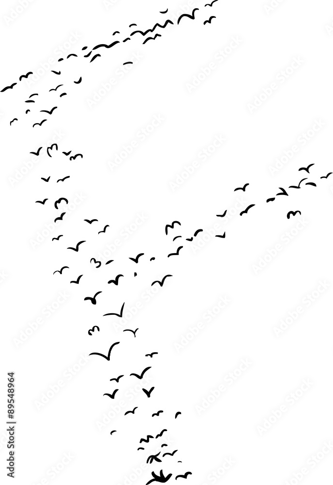 Bird Formation In F