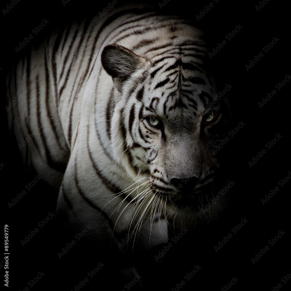 Obraz premium Biały tygrys odizolowywający na czarnym tle