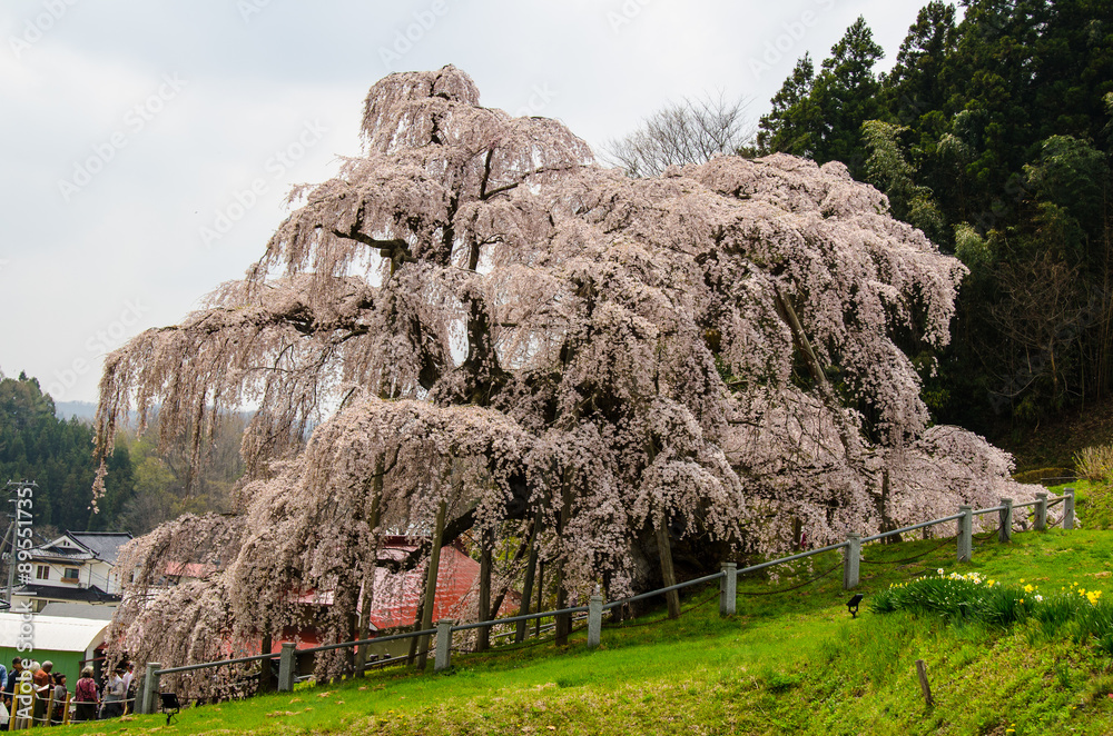 三春の滝桜