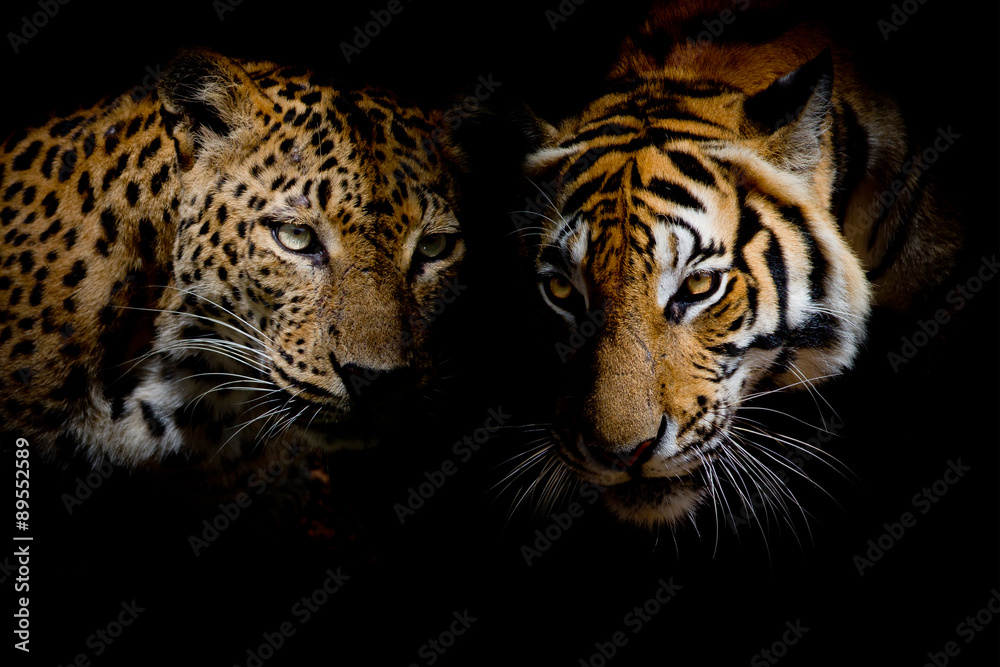 Fototapeta premium Lampart z niebieskimi oczami i tygrysem izolują czarne tło