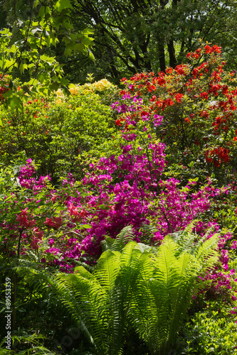 Wallpaper Mural Gartenparadies mit Rhododendron und Farn Torontodigital.ca