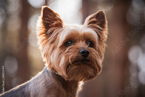 close up Portrait of Yorkshire Terrier dog photo