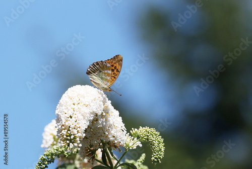 Perlmuttfalter, Schmetterling, Brenthis daphne 