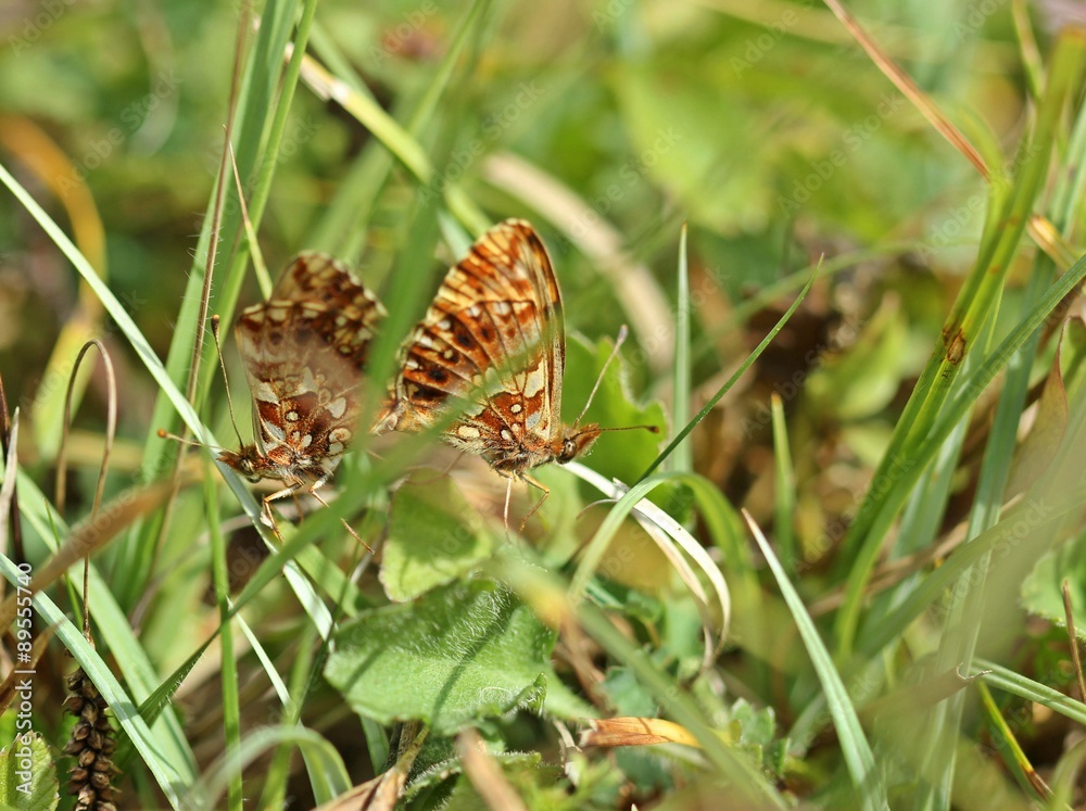 Paarung des seltenen Magerrasen-Perlmutterfalters (Boloria dia) am Dörnberg Paarung des seltenen Magerrasen-Perlmutterfalters (Boloria dia) am Dörnberg