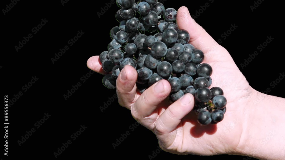 Hands holding a bunch of Blaufränkisch grapes Hands holding a bunch of Blaufränkisch grapes