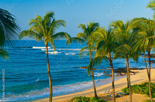 Palm trees on an exotic beach. © Don Landwehrle