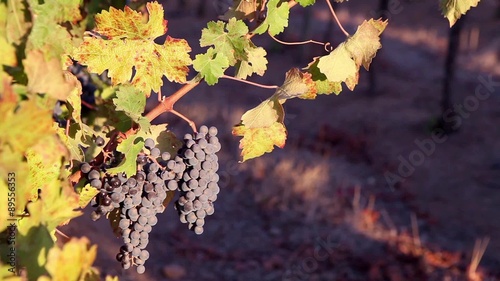 Pinotage grapes on a vine in South Africa photo