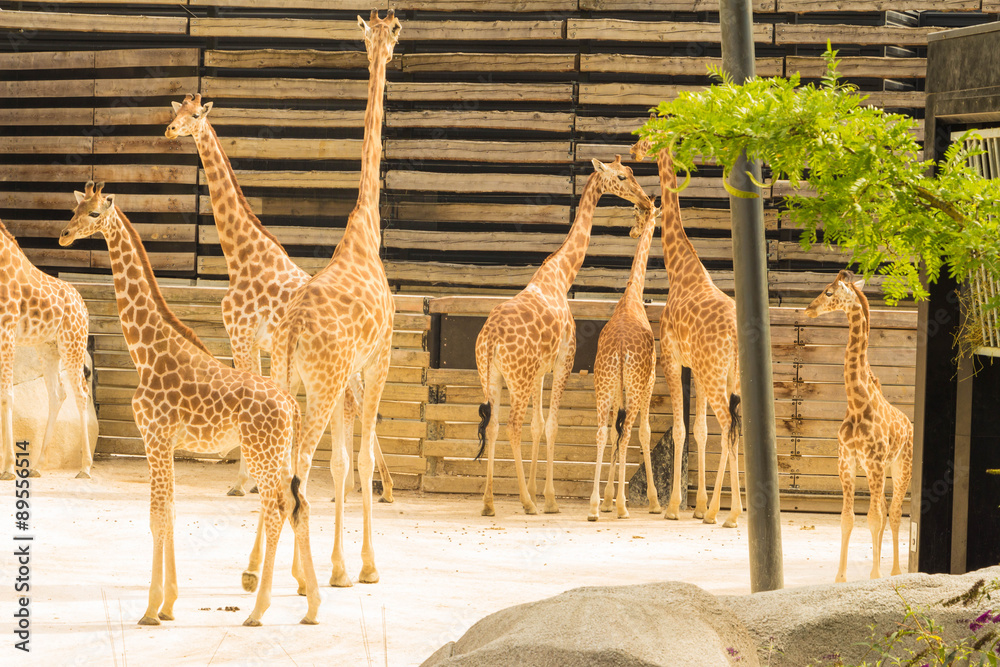 Naklejka premium Les girafes du parc zoologique de Paris, France