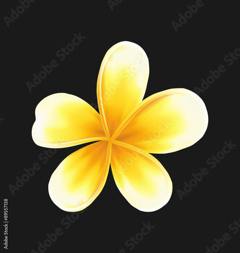 Frangipani flower (plumeria) isolated on dark background