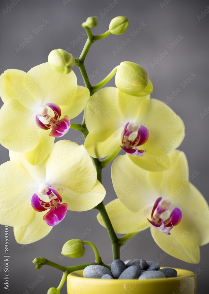 Fototapeta premium Yellow orchid on the grey background.