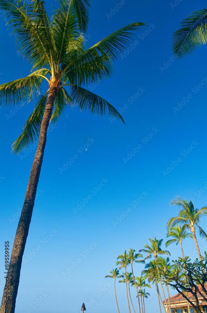 Obraz premium Moon peeking out behind a palm tree.
