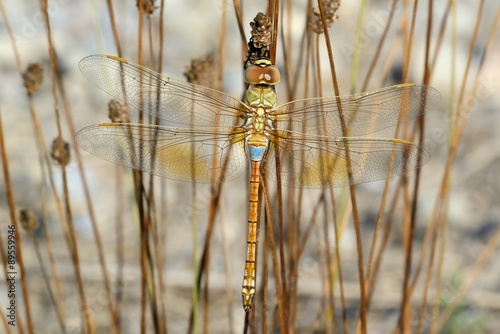 Libellula posata su erba secca (Anax ephippiger, male)