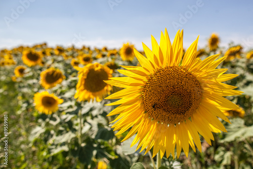 bee on sunflowers in field with natural daylight © STUDIO GRAND WEB