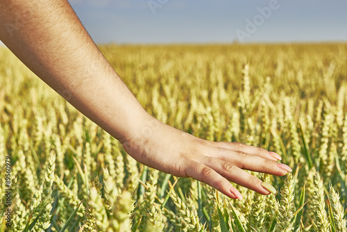 Hand over grain © Tom Pavlasek