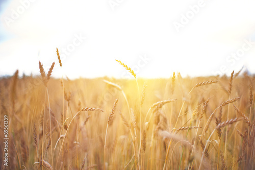 wheat field