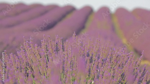 Avenues of grass separate the rows of lavender which stretch as far as the eye can see photo