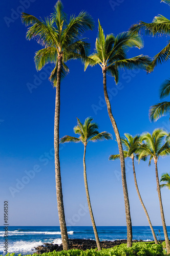 Fototapeta Naklejka Na Ścianę i Meble -  Palm trees on an exotic beach.