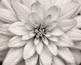 macro photo dahlia flower with dew