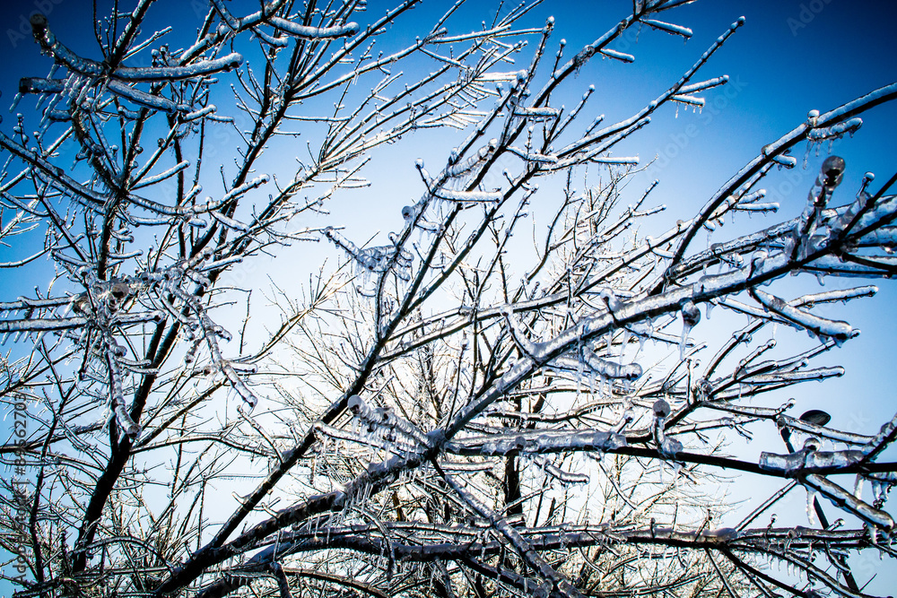 Obraz premium Frozen tree branches